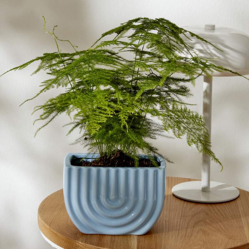 Karaca Home California Potted Blue